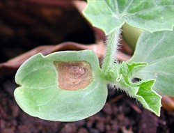 Photo 3. Gummy stem blight infection,Didymella bryoniae, on a seedling. It is just possible to see the black dots that contain the spores in the centre of the spot. Infection of seedlings in the nursery is a major threat to watermelon production as it means the fungus is taken to the field and early infection and spread is guaranteed.