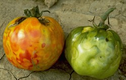 Photo 3. Mottling on tomato fruits caused by Tomato spotted wilt virus transmitted by the western flower thrips, Frankliniella occidentalis. .