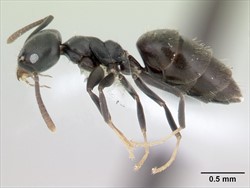 Photo 3. White-footed ant, Technomyrmex albipes, side view.