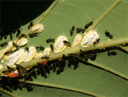 Photo 1. White-footed ant, Technomyrmex species, tending an infestation of Icerya seychellarum on avocado for their honeydew.