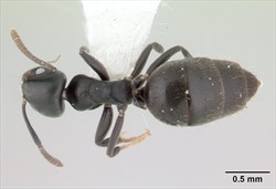 Photo 4. White-footed ant, Technomyrmex albipes, from above.