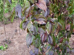 Photo 3. Leaves blacken rapidly after lengthy periods of rain followed by sunny days. Blackening occurs on the leaves and also on the stems in response to spores of Colletotrichum gloeosporioides. The spores germinate but do not infect.