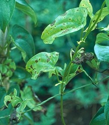 Photo 1. Leaf spots of Colletotrichum gloeosporioides with typical yellow margins (haloes), expanding, and in some cases developing into a severe blight resulting in early death of the leaves.