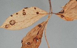 Photo 3. Yam leaf spots, Guignardia dioscorea, on Dioscorea pentaphylla.