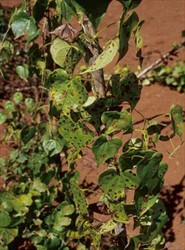 Photo 1. Typical infection on mature leaves of Dioscorea esculenta by leaf spots of Guignardia dioscoreae.