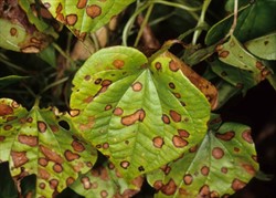 Photo 2. Yam leaf spots of Guignardia dioscoreae on Dioscorea esculenta, tan with darker margins.