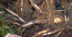 Photo 5. Banana roots with purple/black discolouration caused by Pratylenchus coffeae. Infected roots rot and plants are weak and yields are small.