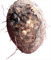 Photo 1. Pratylenchus coffeae in yam causes a shallow rot beneath the skin; the importance of the rot is not only the loss of flesh for eating, it is also the loss of planting material. Yams infected with dry rot do not sprout or, if they do, the cutting will be infested with nematodes which will attack the roots when the setts are planted.