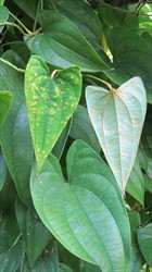 Photo 3. Yam rust of undetermined species from Papua New Guinea, showing typical rust symptoms on upper and lower leaf surfaces.
