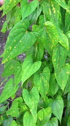 Photo 4. General view of yam rust of undetermined species, Papua New Guinea.