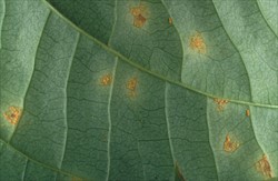 Photo 2. Yam rust, Goplana australis (underside of leaf).