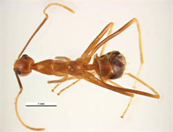 Photo 2. View from above of worker, yellow crazy ant, Anoplolepis gracilipes.
