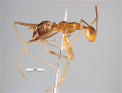Photo 1. Side view of worker, yellow crazy ant, Anoplolepis gracilipes.