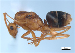 Photo 4. Side view of queens, yellow crazy ant, Anoplolepis gracilipes.