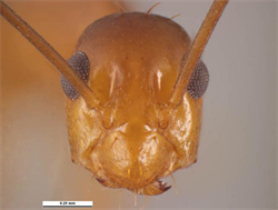 Photo 3. Front of head of worker, yellow crazy ant, Anoplolepis gracilipes.