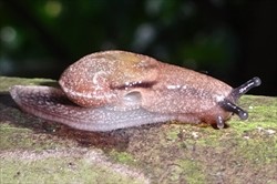 Photo 1. Side view of the yellow-shelled semi-slug, Parmarion martensi, showing the shell partly covered by the mantle. Contrast the grey colour with Photo 2.