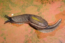 Photo 2. A yellow-shelled semi-slug, Parmarion martensi, brown, and showing the shell partly covered by the mantle, the cream ridge (keel) along the tail, and black antennae.