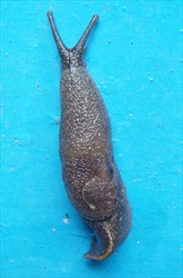 Photo 3. A yellow-shelled semi-slug, Parmarion martensi, showing little of the shell, but the cream ridge (keel) along the tail is clear.