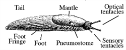 Diagram. Slug anatomy.