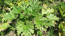 Photo 1. Leafminer damage to zucchini by Liriomyza sp.