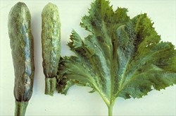 Photo 1. Zucchini yellow mosaic virus in zucchini showing leaf mosaic, and fruit distortions.