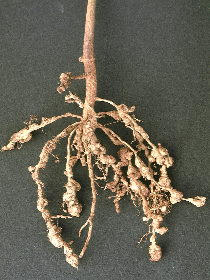 Root Knot Nematodes on Vegetables