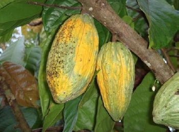 Sins Of cocoa beans