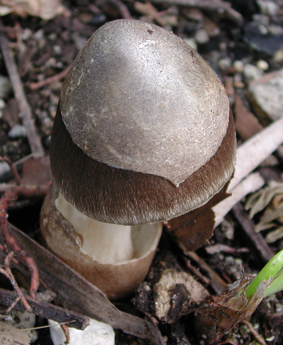 Paddy Straw Horse Straw” - (Volvariella volvacea) - Mushroom Mountain