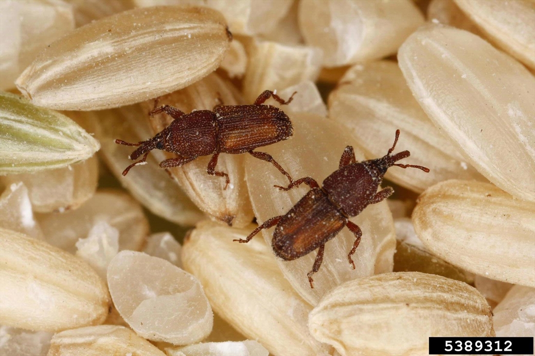 rice weevil research article