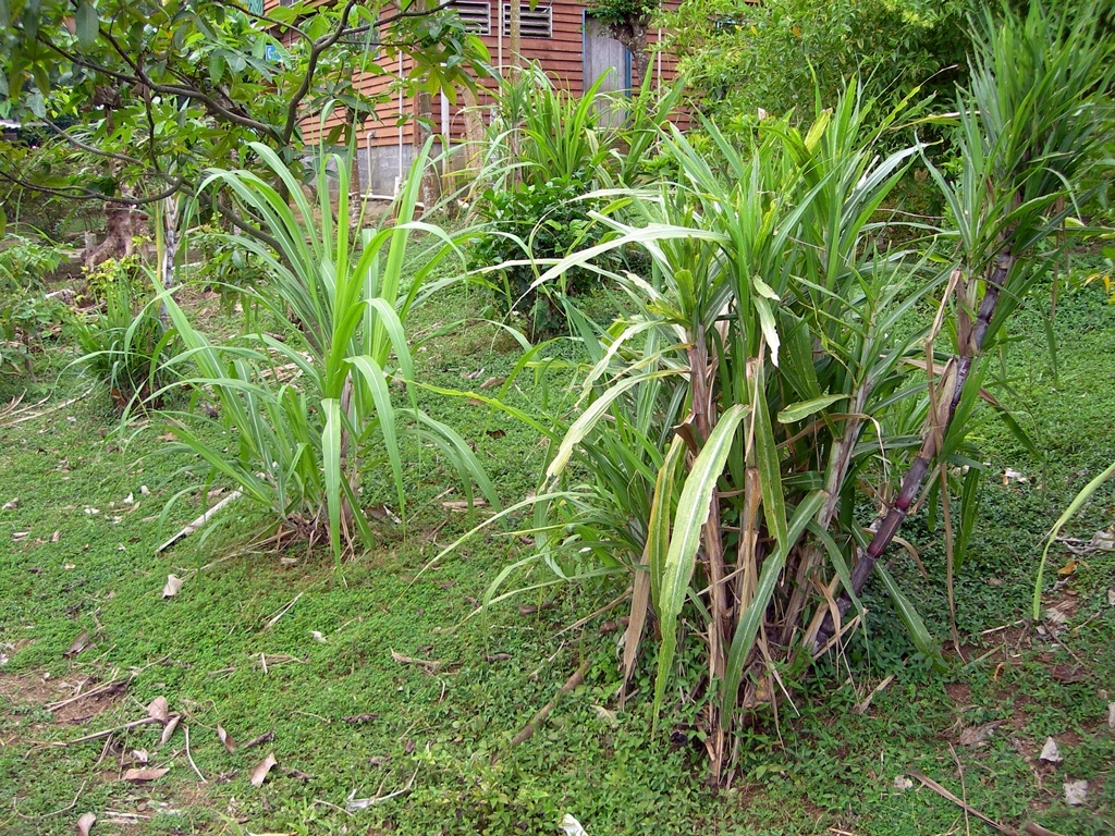 sugarcane-fiji-disease-077