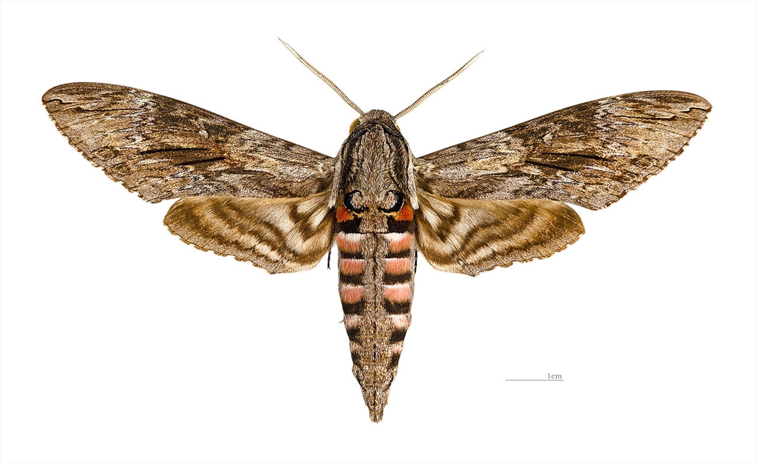 sphinx moth life cycle