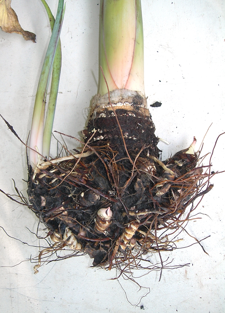 taro root