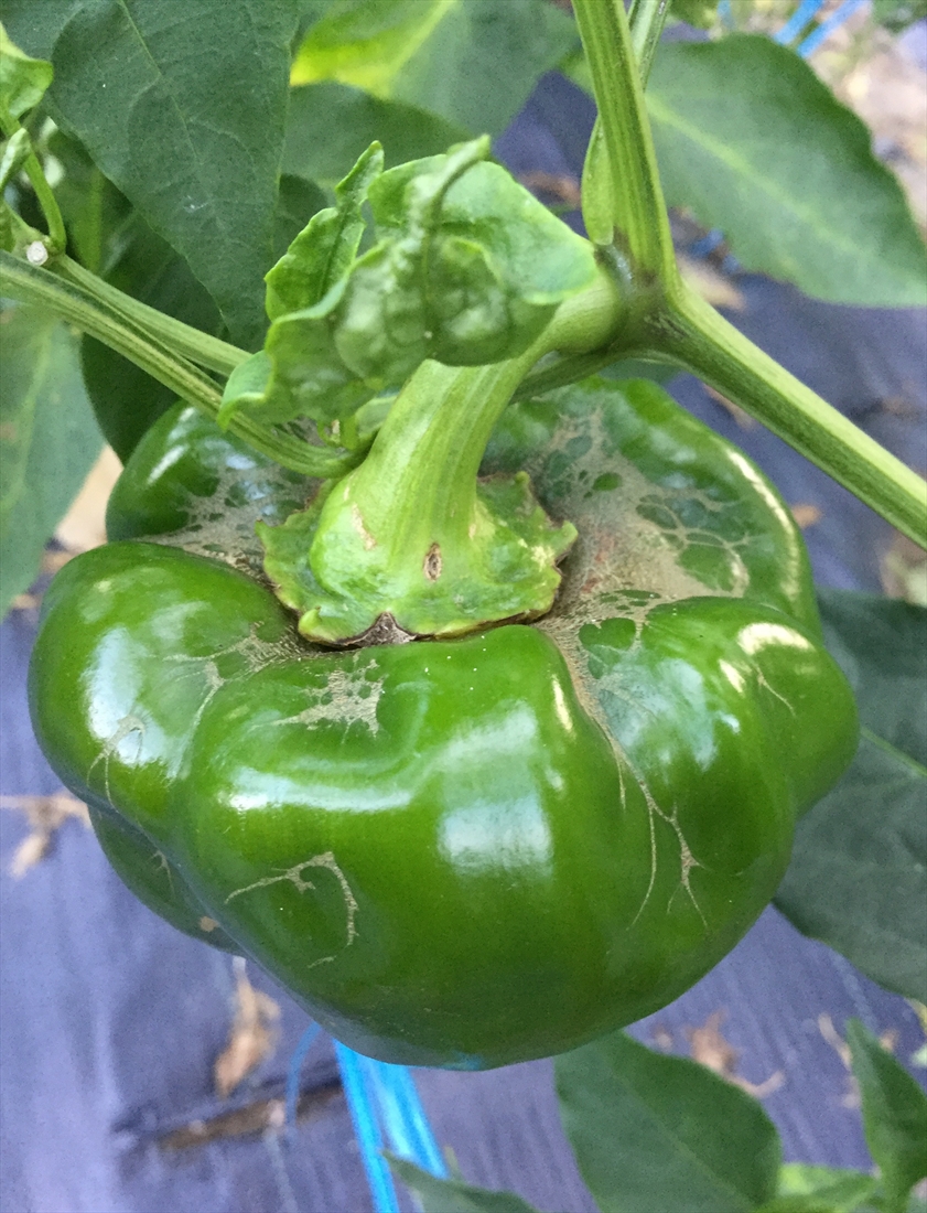 thrips damage tomato