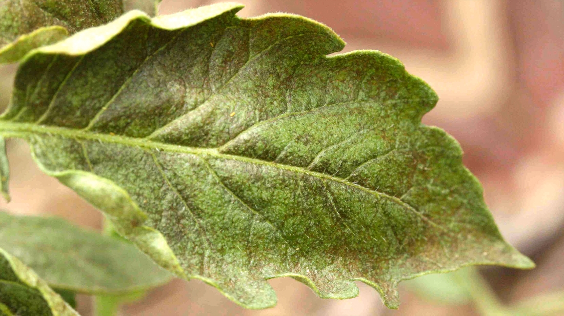 Thrips: a threat to your crops