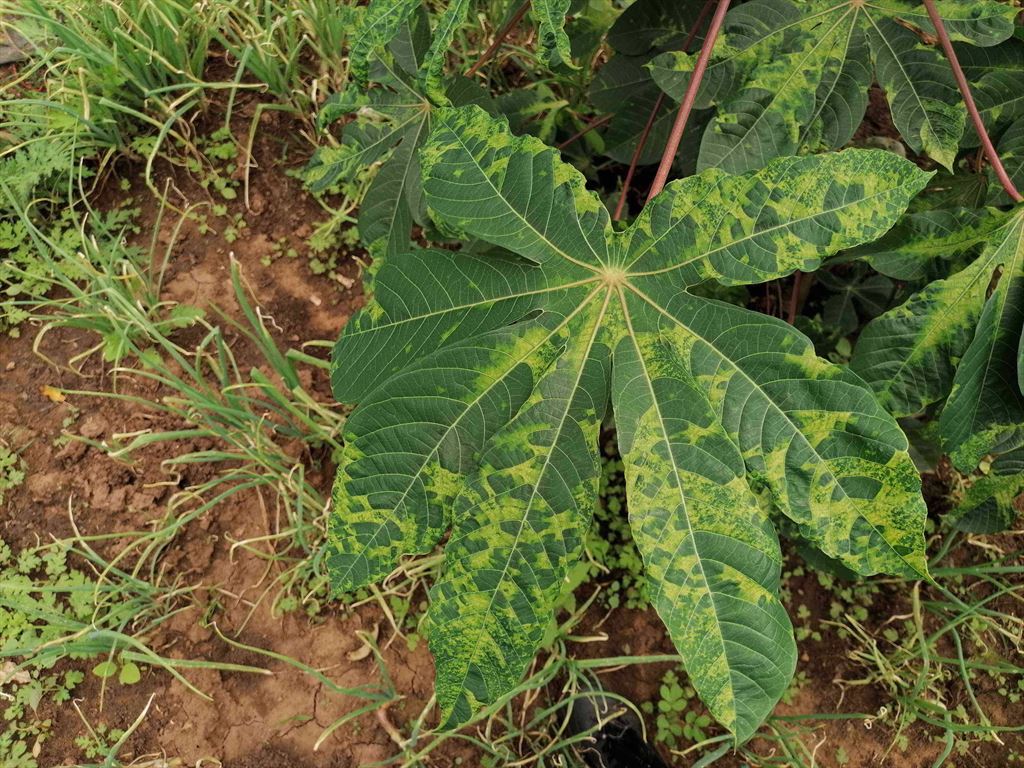 Cassava mosaic diseases (520)