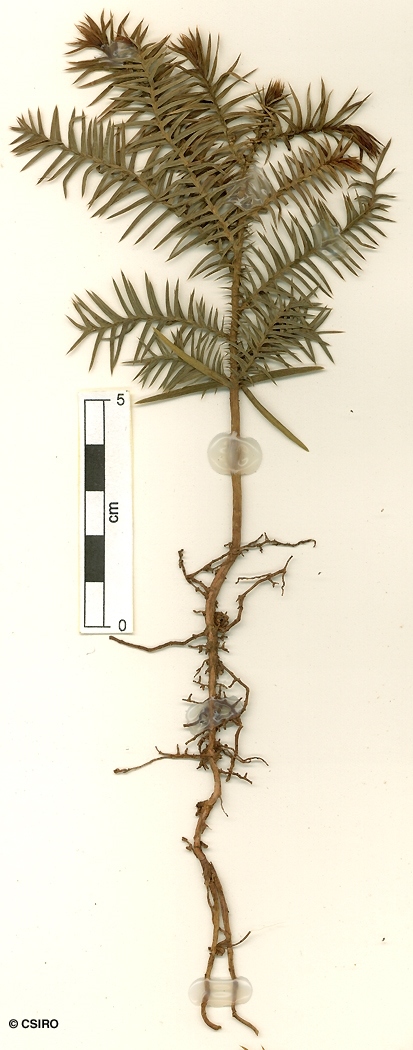 File:Araucaria cunninghamii Mudie (AM AK325715-2).jpg - Wikimedia Commons