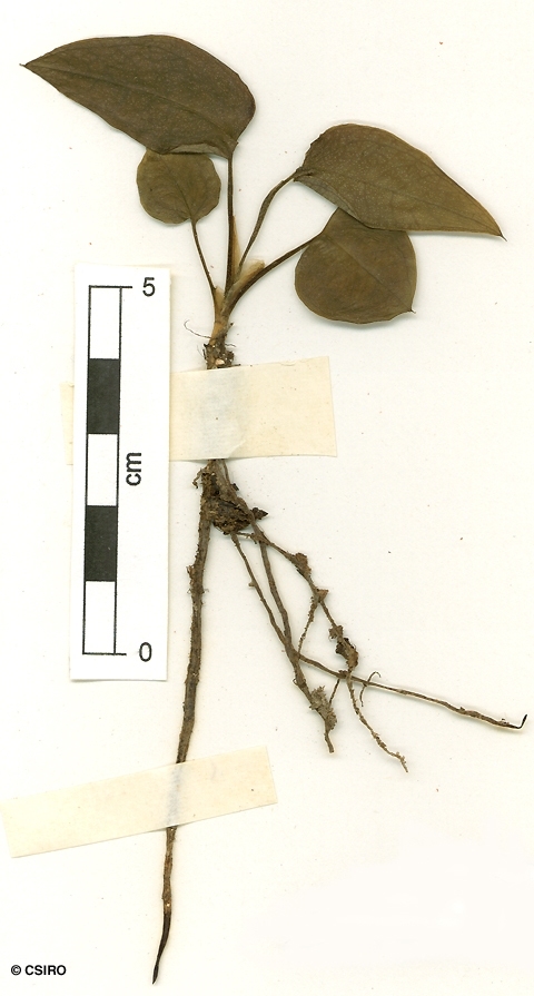 Epipremnum Pinnatum Aurea – Lost in the Forrest