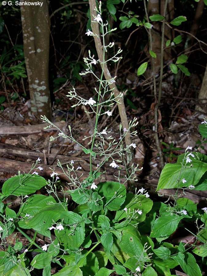 Rhaphidospora platyphylla