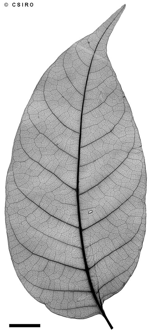 Toona ciliata - Red Cedar - Tip Moth (Hypsipyla robusta) D…