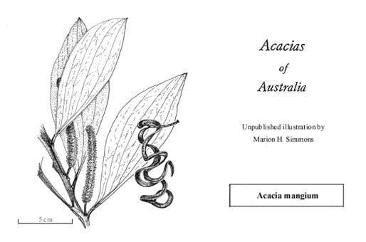 Mangium acacia